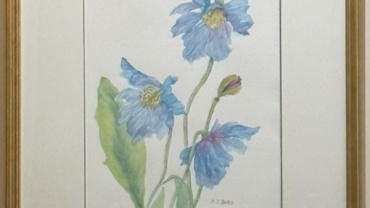 Tweed-Art-Artist-Watercolour-Margaret-Betts-Himalayan-Poppy