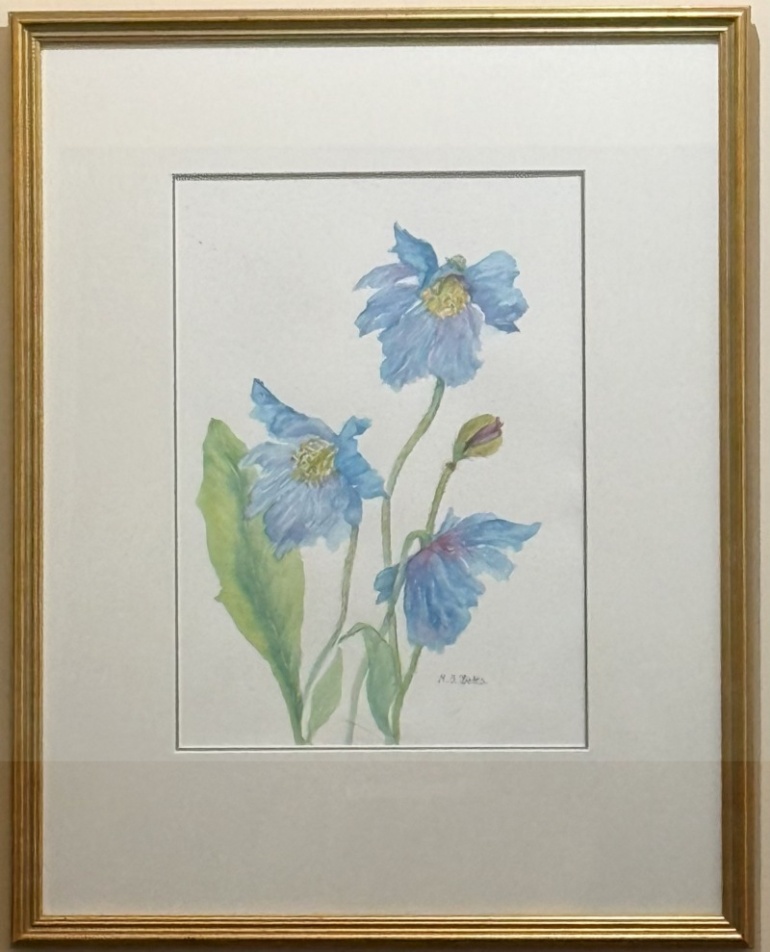 Tweed-Art-Artist-Watercolour-Margaret-Betts-Himalayan-Poppy